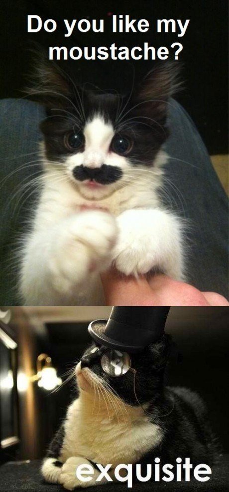 What is a cat moustache?